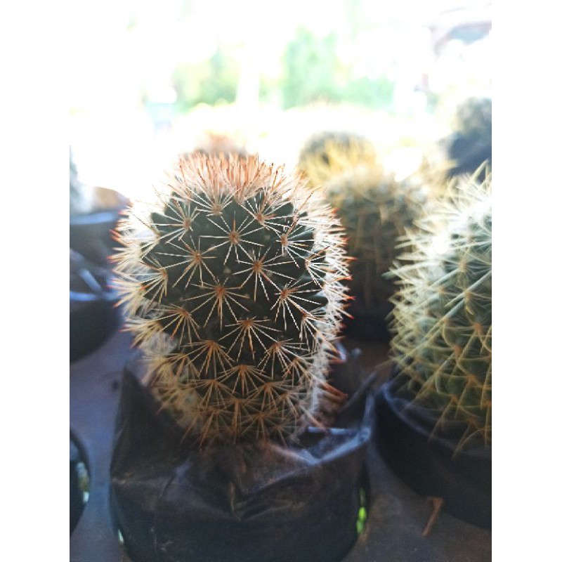 Texas Rainbow Cactus